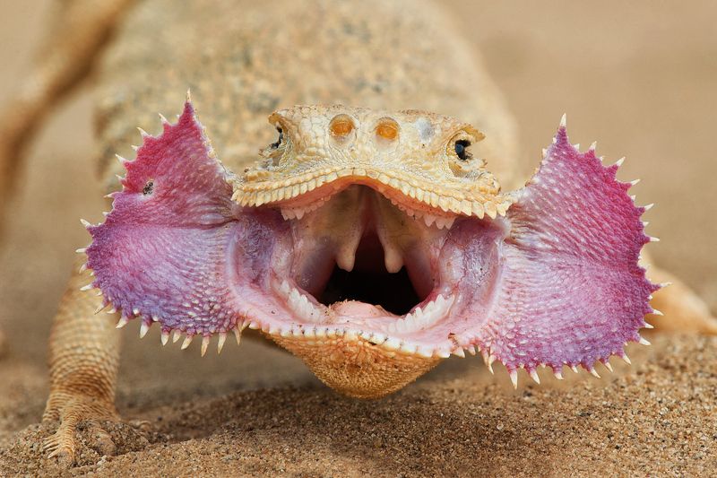 Портрет ушастой круглоголовкиphoto preview