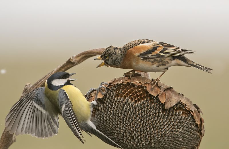 подсолнечникphoto preview