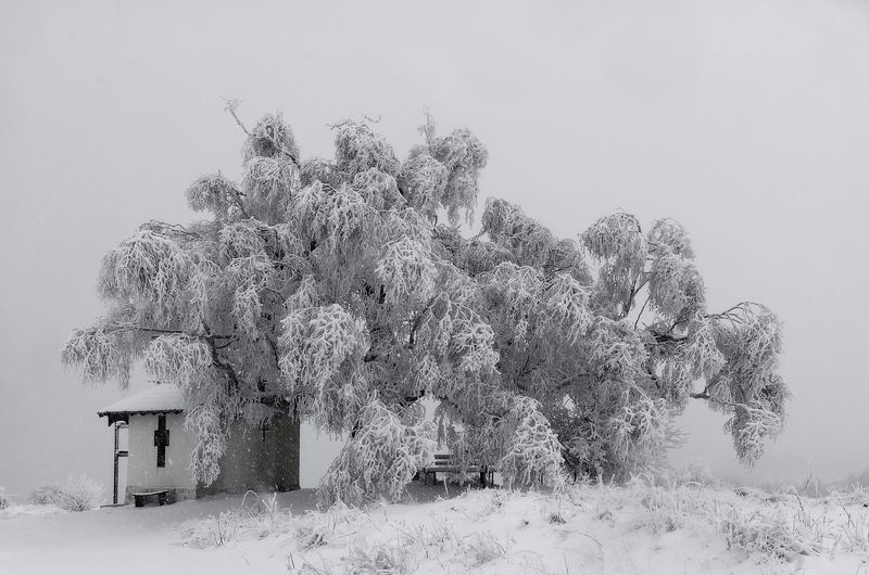 The Old Birchphoto preview