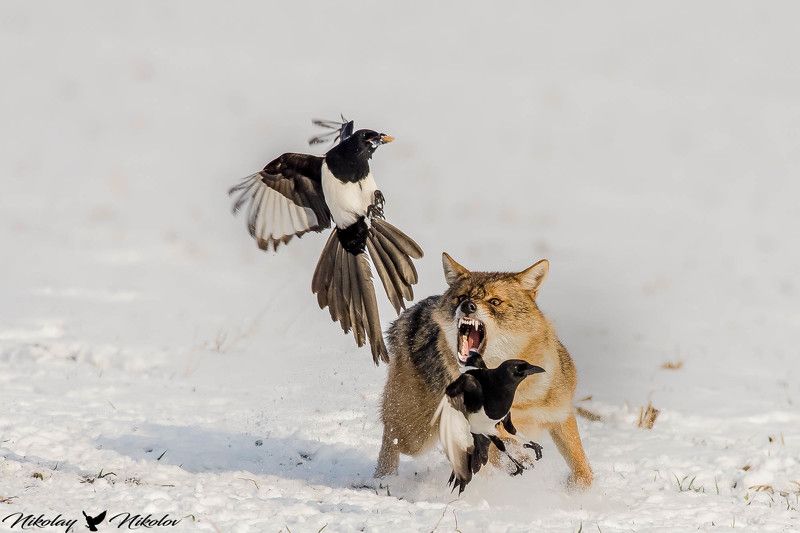 hunters,winter,snow,white,wildlife,nature,action,move,run,mamals,birds,nature,landscape huntersphoto preview