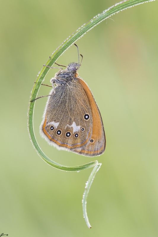 macro, makro, wild, wildlife, buttrrfly, nature, insect Coenonympha glycerionphoto preview
