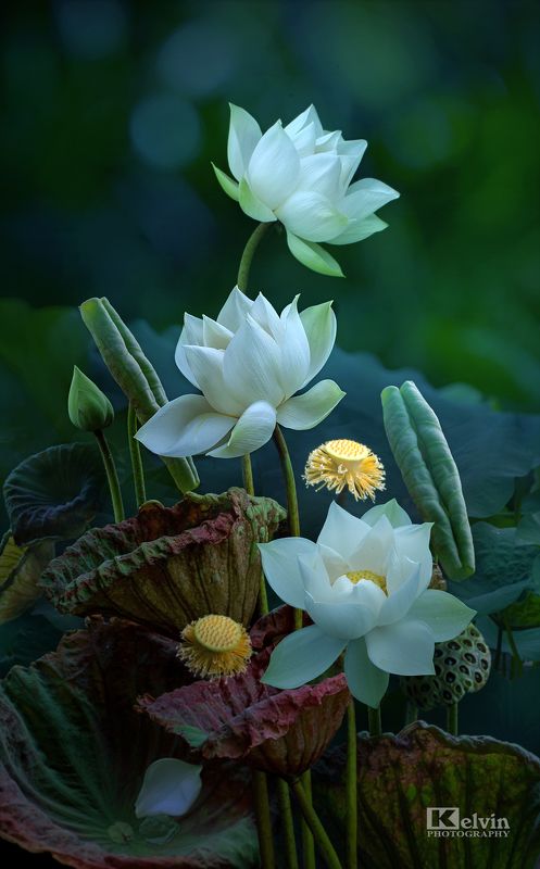 Hoa Senphoto preview