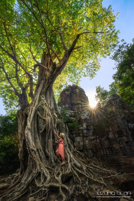 Angkor\'s giant treephoto preview