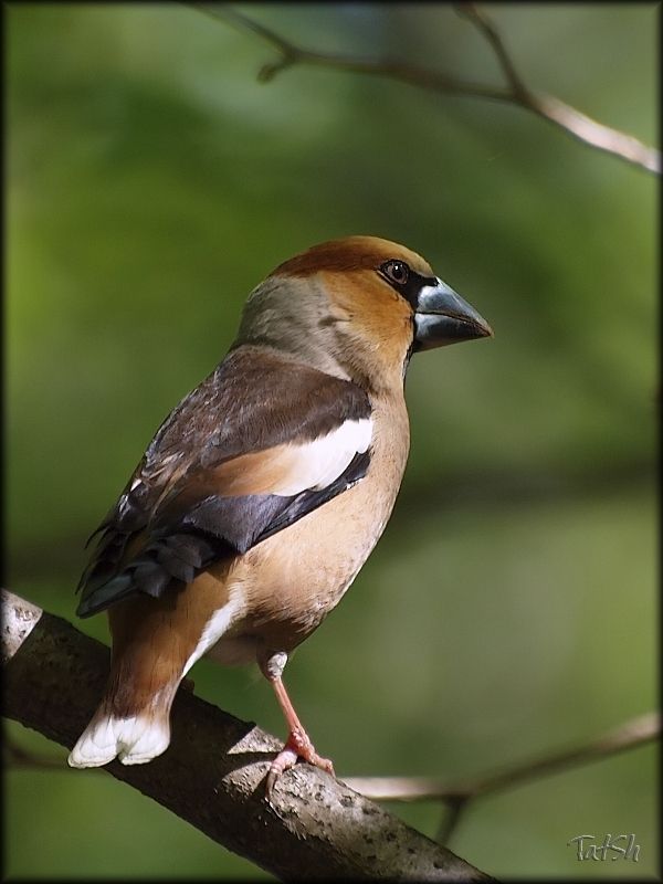 дубонос, птицы, природа, nature, птицы россии, птицы Москвы, битца, битцевский лесопарк В дозоре фото превью