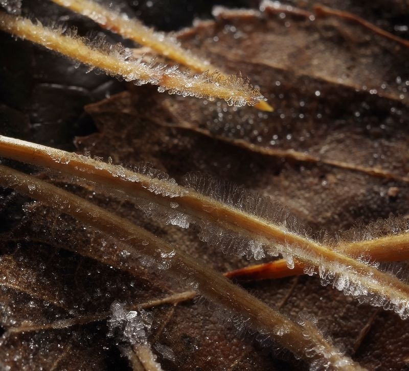 Скоро зимаphoto preview