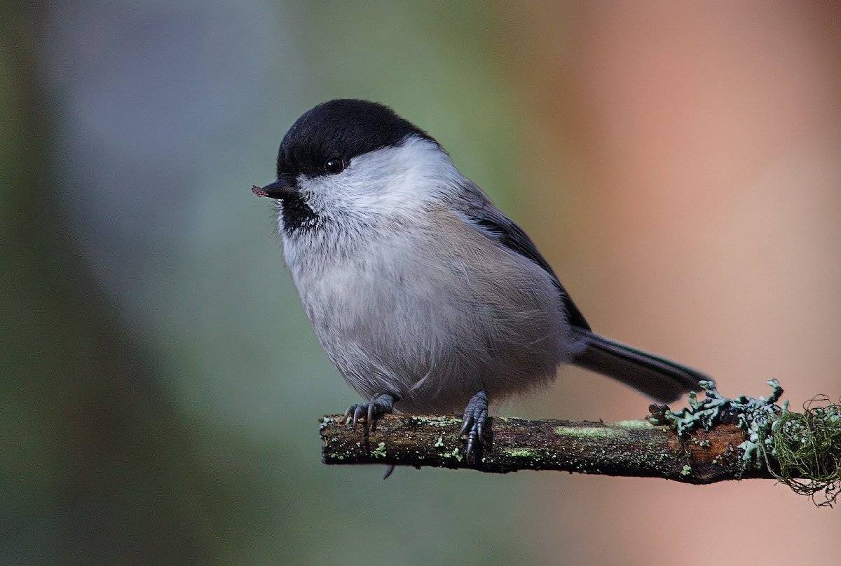 север,птицы,синицы,коми,гаичка, пухляк,, Триер Игорь
