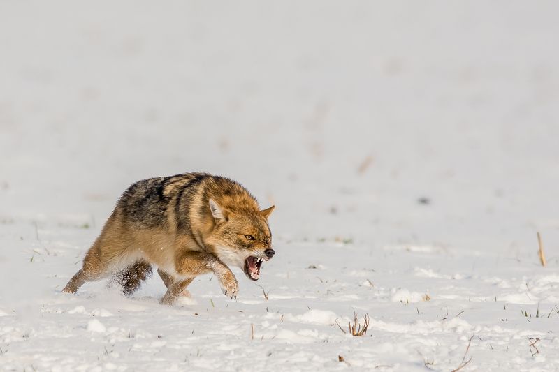 animal,mamals,run,anger,jackal,snow,winter,action,wildlife,landscape,nature golden jackalphoto preview