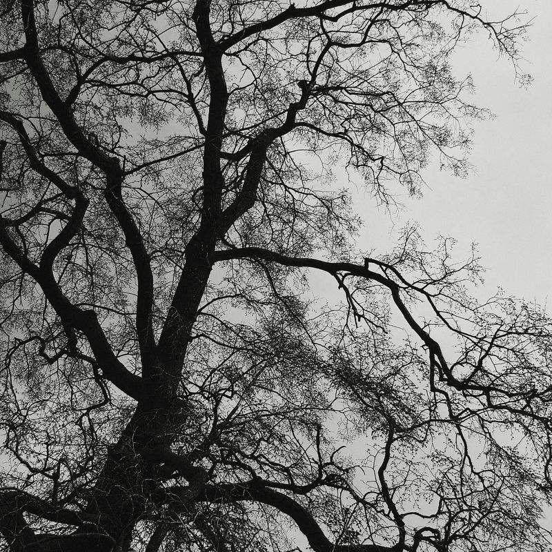 деревья, чб, черно-белое, ветви, анна салтыкова, монохром, лес, природа ***photo preview