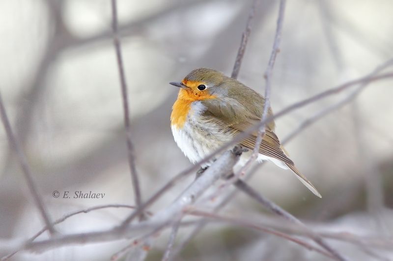 birds,european robin,зарянка,птица,птицы,фотоохота,	erithacus rubecula Холода.photo preview
