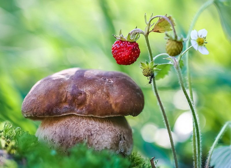 Грибникphoto preview