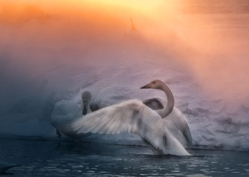 2018, алтай, зима, лебеди, утро, восход Пробуждениеphoto preview