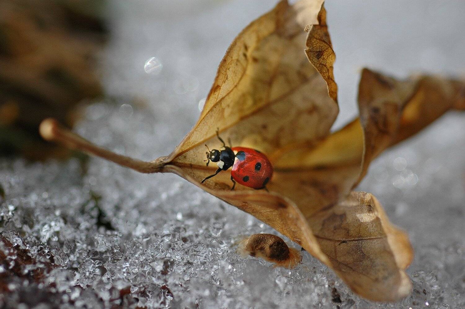 Зимнее путешествие божьей коровки. Автор: Неля Рачкова природа, макро, зима, оттепель, насекомое, жук, божья коровка, опавший лист, снег, оттепель, Неля Рачкова