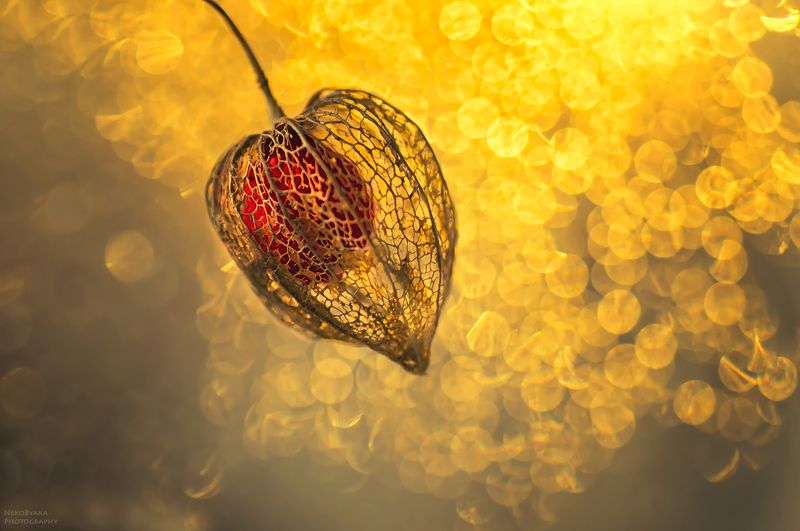 макро, боке, физалис, растения, macro, boke, plants, physalis photo preview