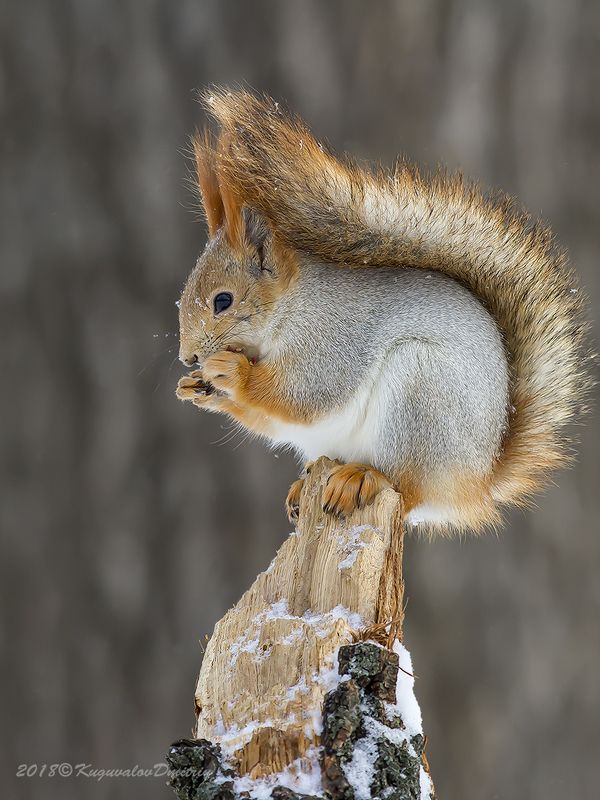 Белкаphoto preview