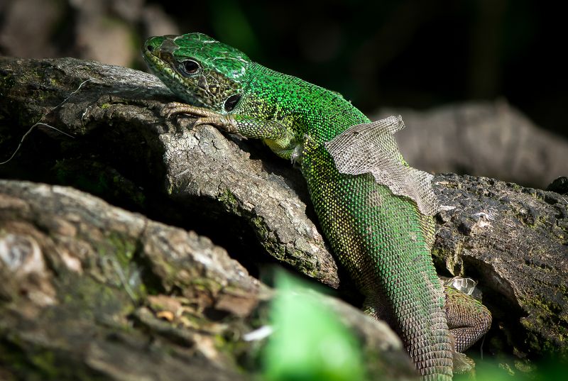 macro, lizard, green, nature, animals, closeup, colorful moultingphoto preview