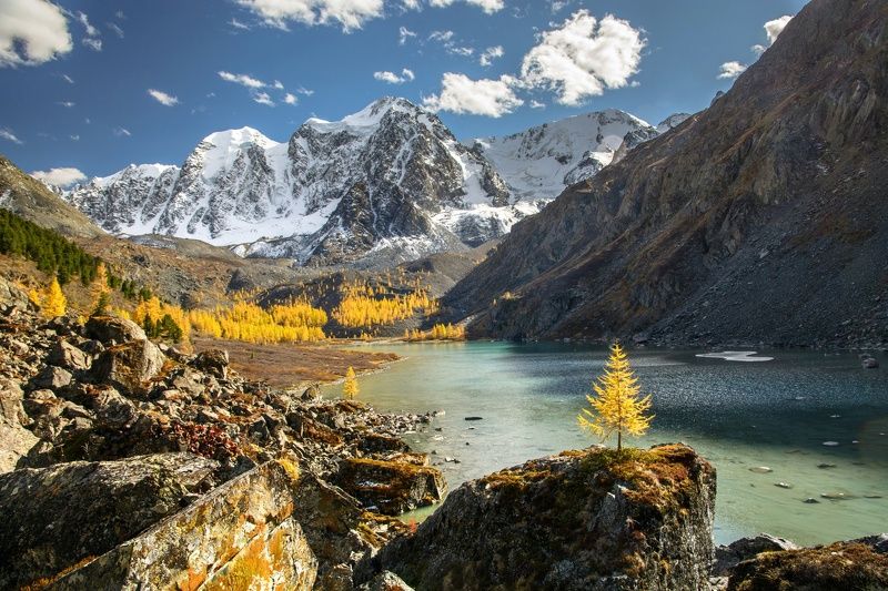 алтай,осень осени миг золотойphoto preview