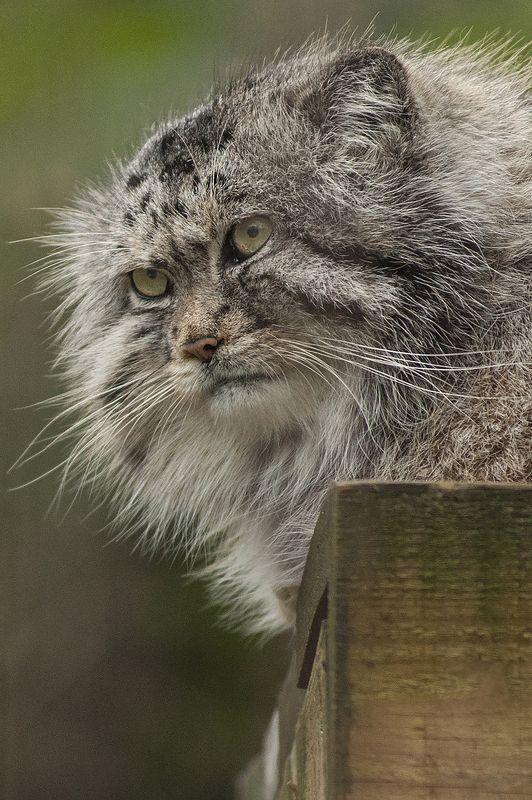 Pallas\'s cat ,wild catphoto preview