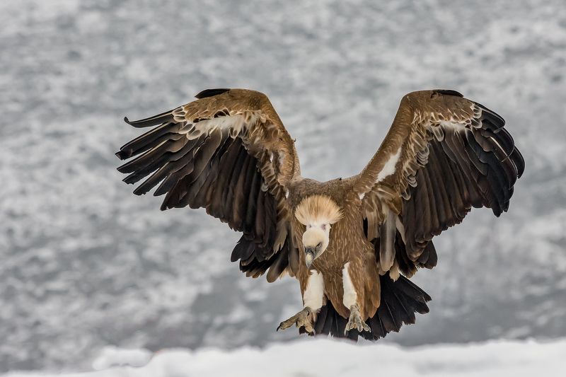 стервятник,snow,bird,fly,sky,winter,wildlife,nature,animal,lanscape,rock,mountain,белоголовые стервятник Белоголовые стервятникphoto preview