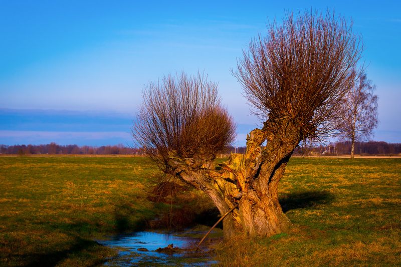 żuławskiephoto preview