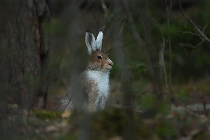 природа, животные, заяц заяцphoto preview