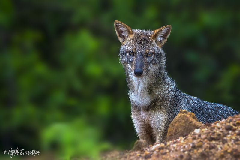 Jackal, Golden, Yala, Srilanka, Morning, Nikon Golden Jackalphoto preview