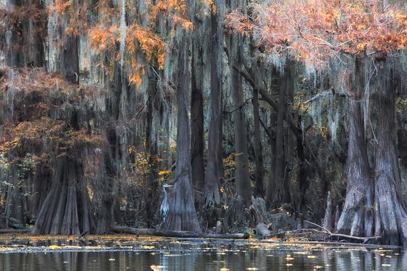 мимикрияphoto preview