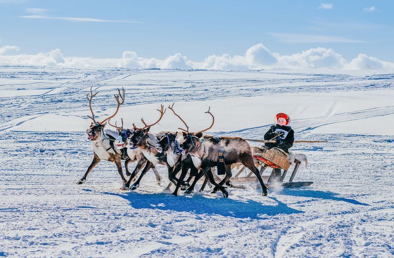 ямал , олени, природа, салехард , гонки, ямал , народы севера \