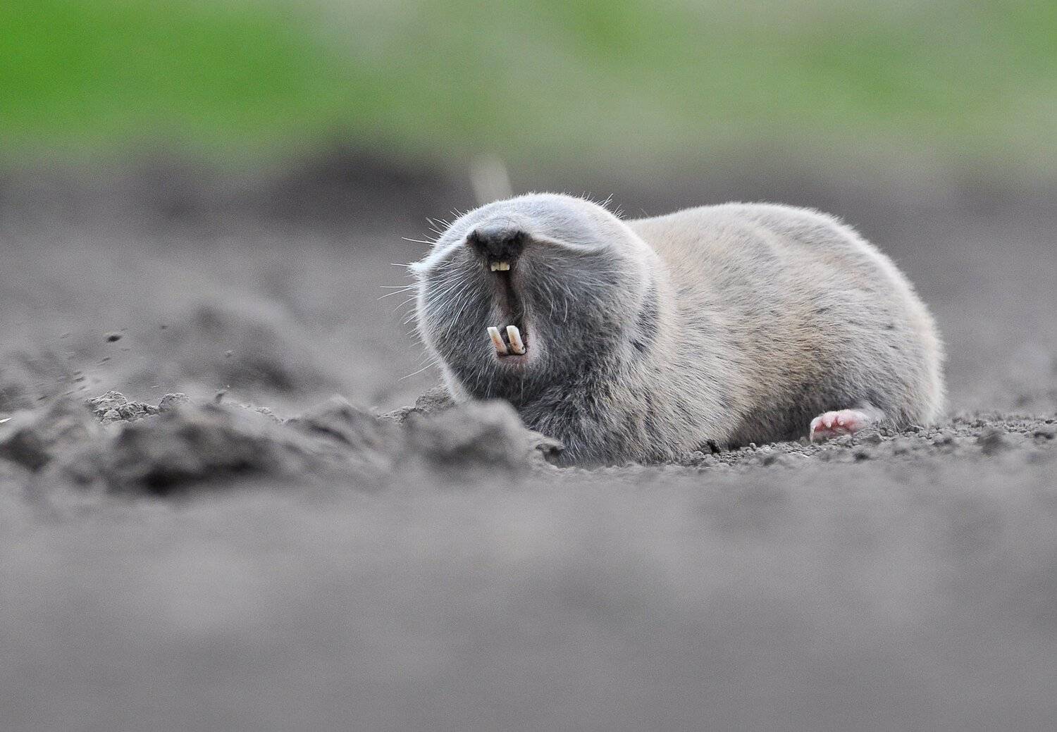 , Макеев Алексей