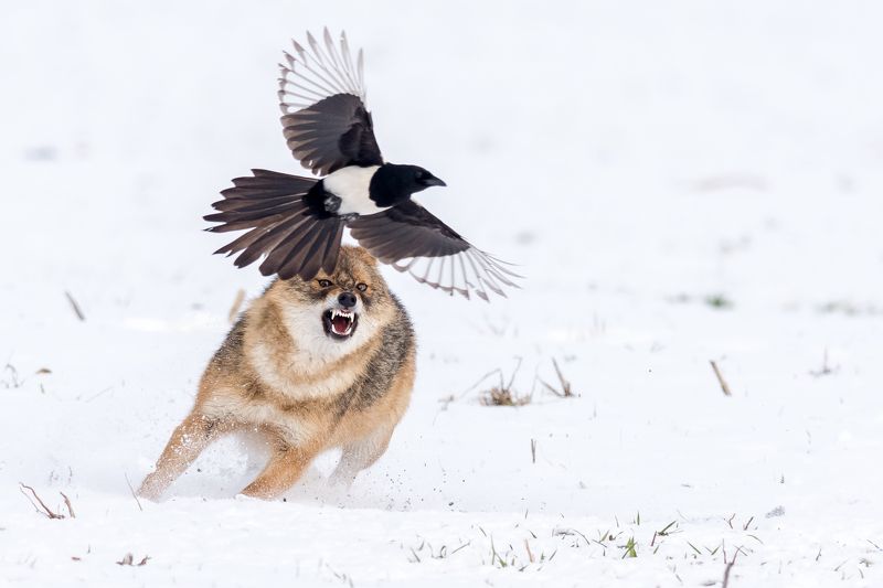 jackal,birds,animal,winter,snow,cold,wildlife,nature,field,fury,anger,action,move,light,white,madnes шакал и сорокиphoto preview