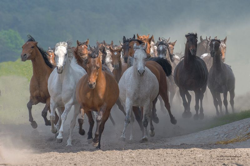 w powrotnym galopiephoto preview