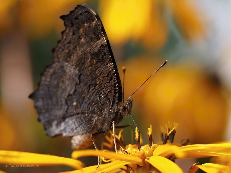 ligulária, август, бабочки, бузульник, дача, лето, лигулария, лигулярия, макро, московская область, павлиний глаз, природа, фауна, флора Когда зацветает бузульник... фото превью