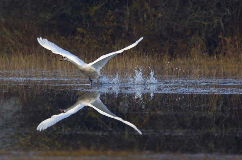 Take offphoto preview