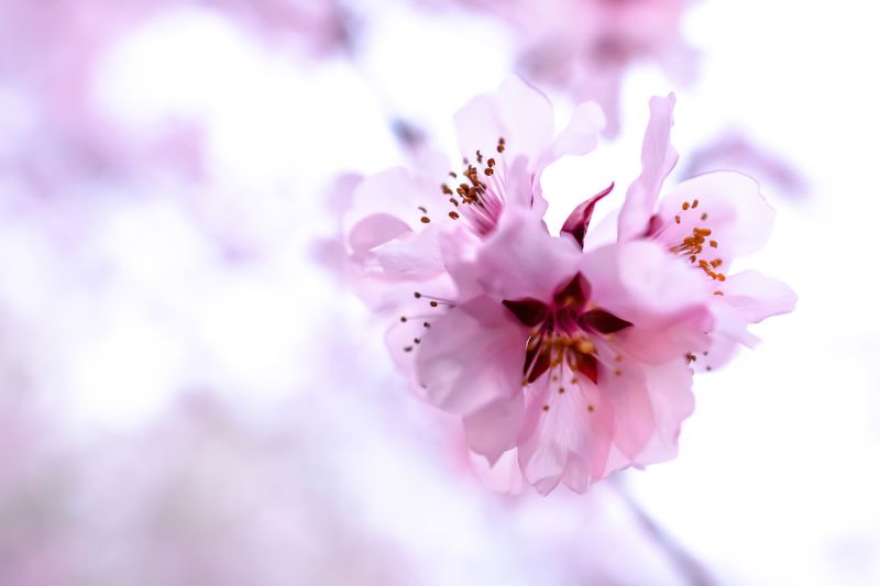 cherry flowers, cherry tree, macro, close up, pink, nature, flowers, tree blossom bosomphoto preview