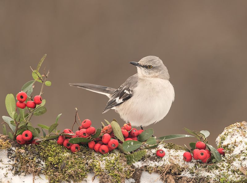 многоголосый пересмешник, northern mockingbird, пересмешник, зима, снег, птицы на снегу Любитель ягод.  Многоголосый пересмешник -Northern Mockingbirdphoto preview