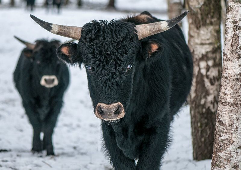animals, latvia,nature In the forestphoto preview