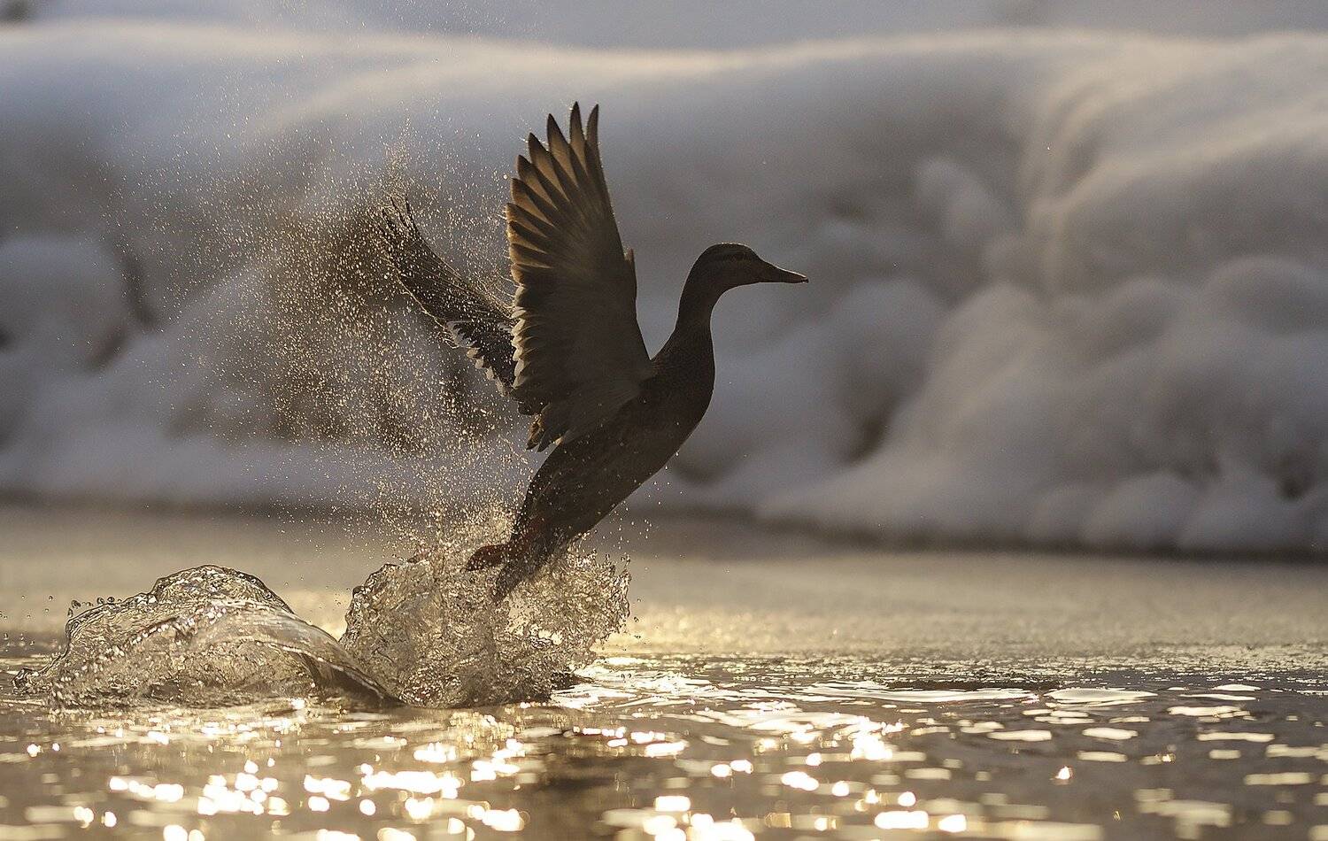 , Михаил Калинин