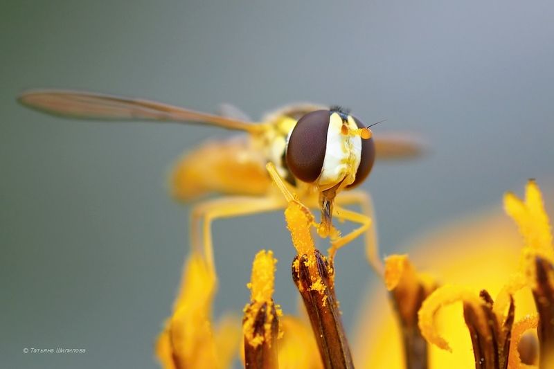 syrphidae, август, животные, журчалка, лето, макро, московская область, насекомые, природа, фауна Сладкоежка фото превью