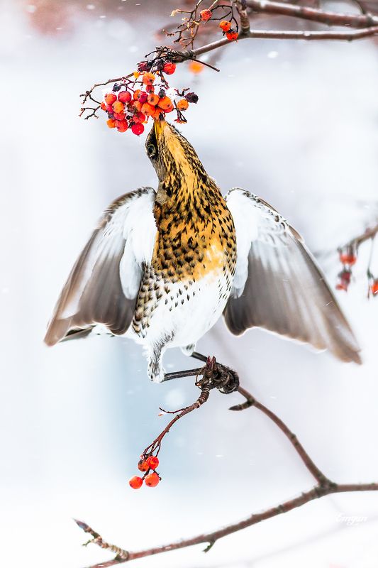 animals, berries, bird, breakfast, eating, fieldfare, kharkiv, show, sorbus, turdus pilaris, ukraine, winter, дрозд, рябинник, зима, птицы Снежный завтракphoto preview