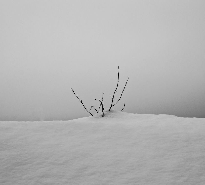 horns, nature, day, nikon hornsphoto preview