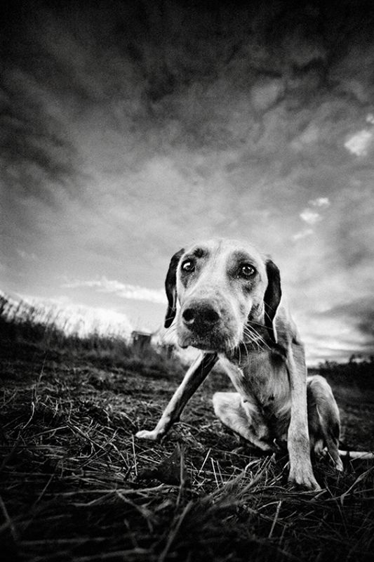 собака ***photo preview