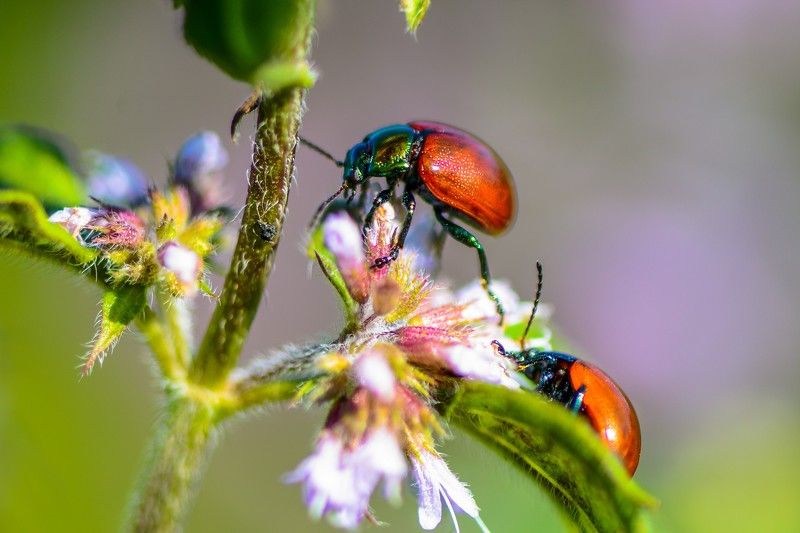 ladybugs, insects, macro, nature, colorful, flowers dining outphoto preview