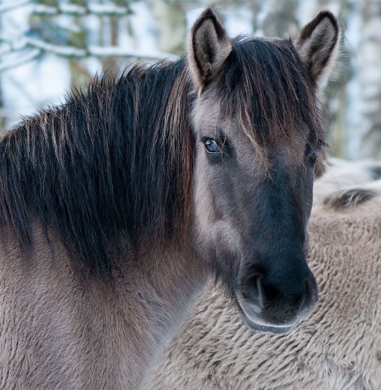 horses,tarpan,head, Wild horsesphoto preview