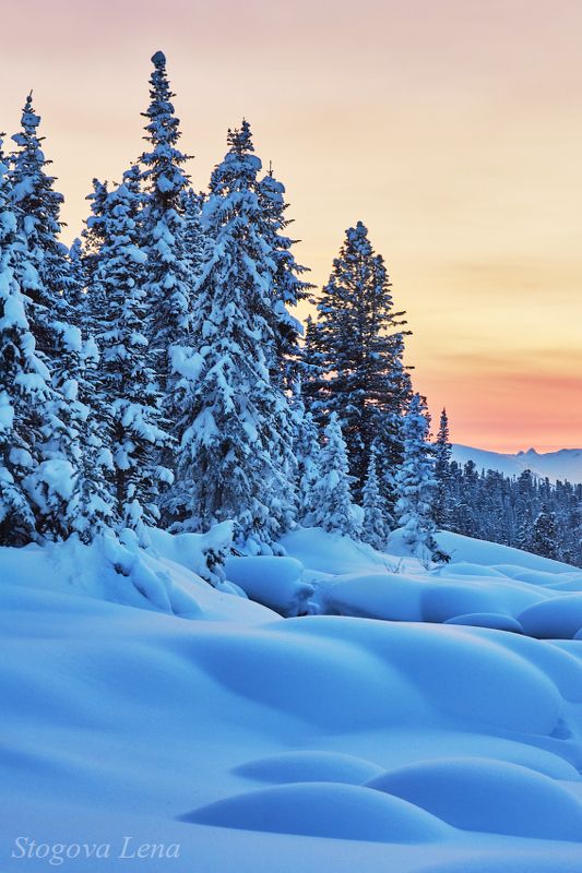 красноярск, ергаки, закат Снежный лесphoto preview