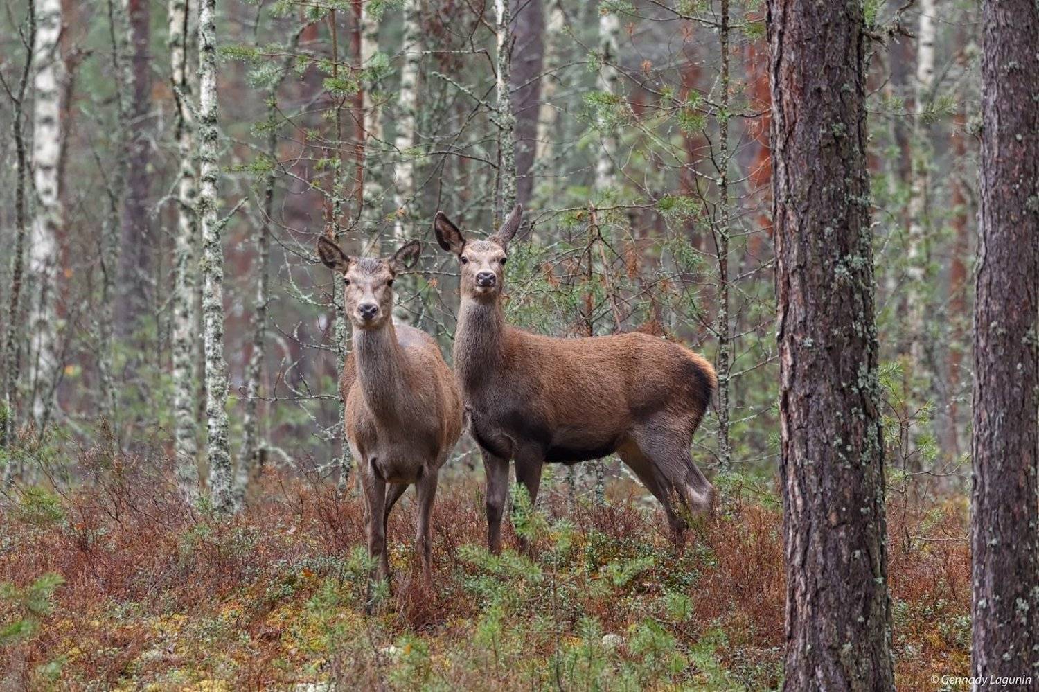 благородный олень, Геннадий Лагунин