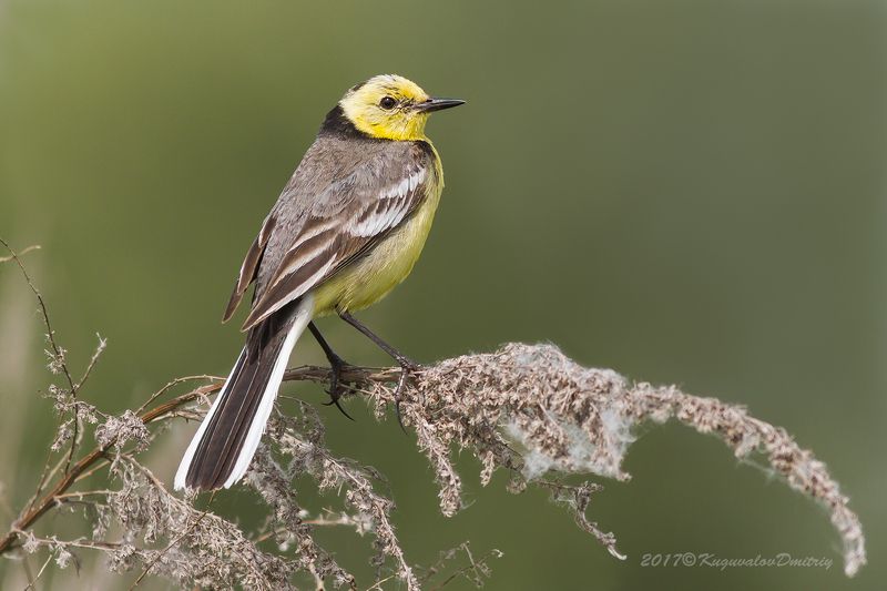 Желтоголовая трясогузкаphoto preview