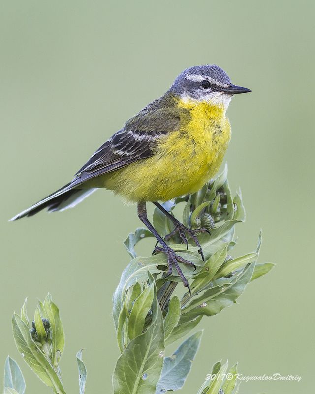 Жёлтая трясогузкаphoto preview