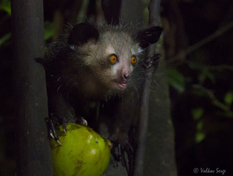 руконожка, ай-ай, daubentonia madagascariensis, мадагаскар, фотоохота, дикие животные, wildlife, pentax Гремлинphoto preview