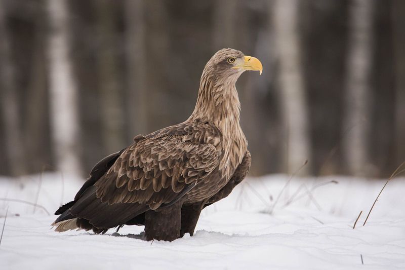 Zimowy kadr :)photo preview