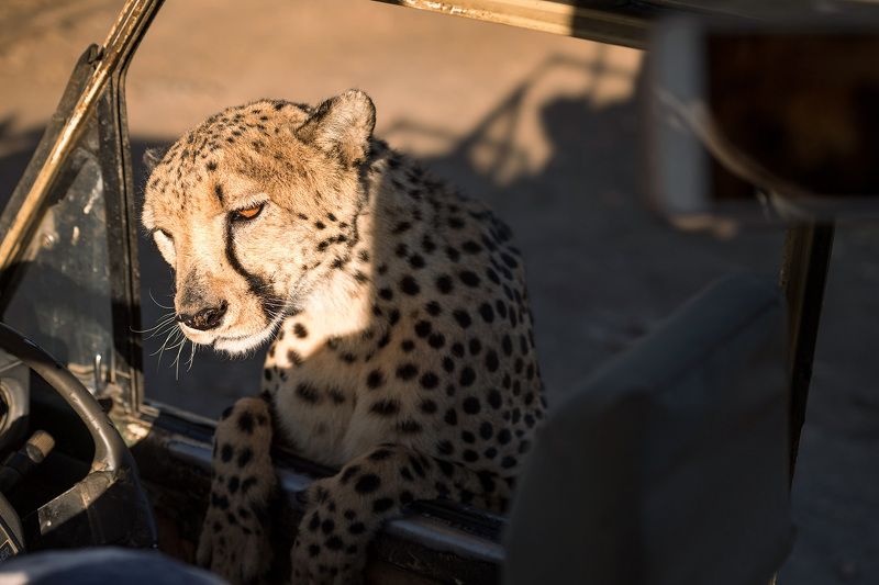 Ну что, дашь порулить?photo preview