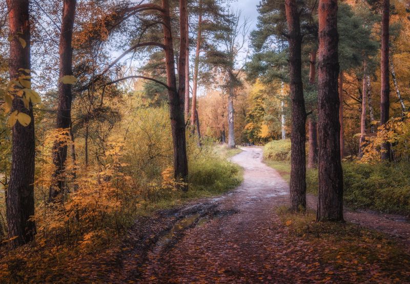 осень, лес, Осенний лесphoto preview